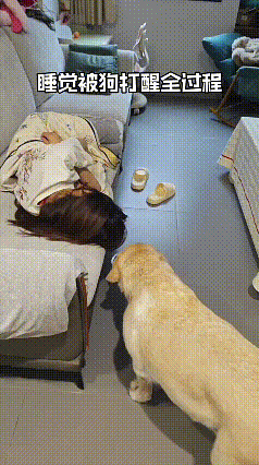 刷到这个视频，这只拉布拉多的“小心机”把我乐到不行。主人在沙发上睡得正香，