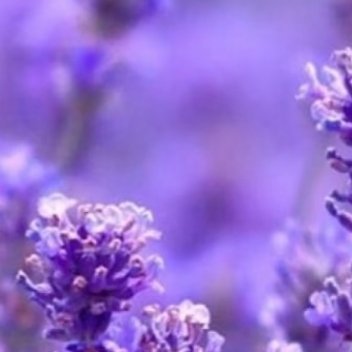 0000薰衣草种植方法:一、选择合适的品种：薰衣草品种众多，如羽叶薰衣草、法国薰