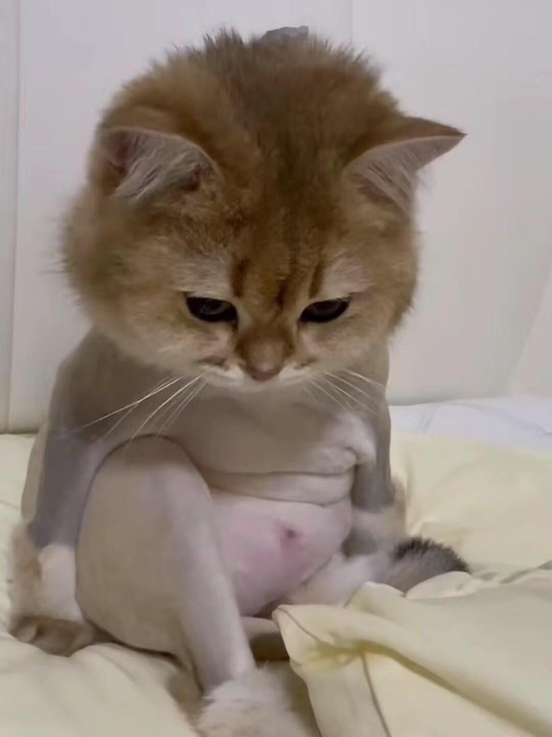 剃完毛感觉猫相都变了​​​