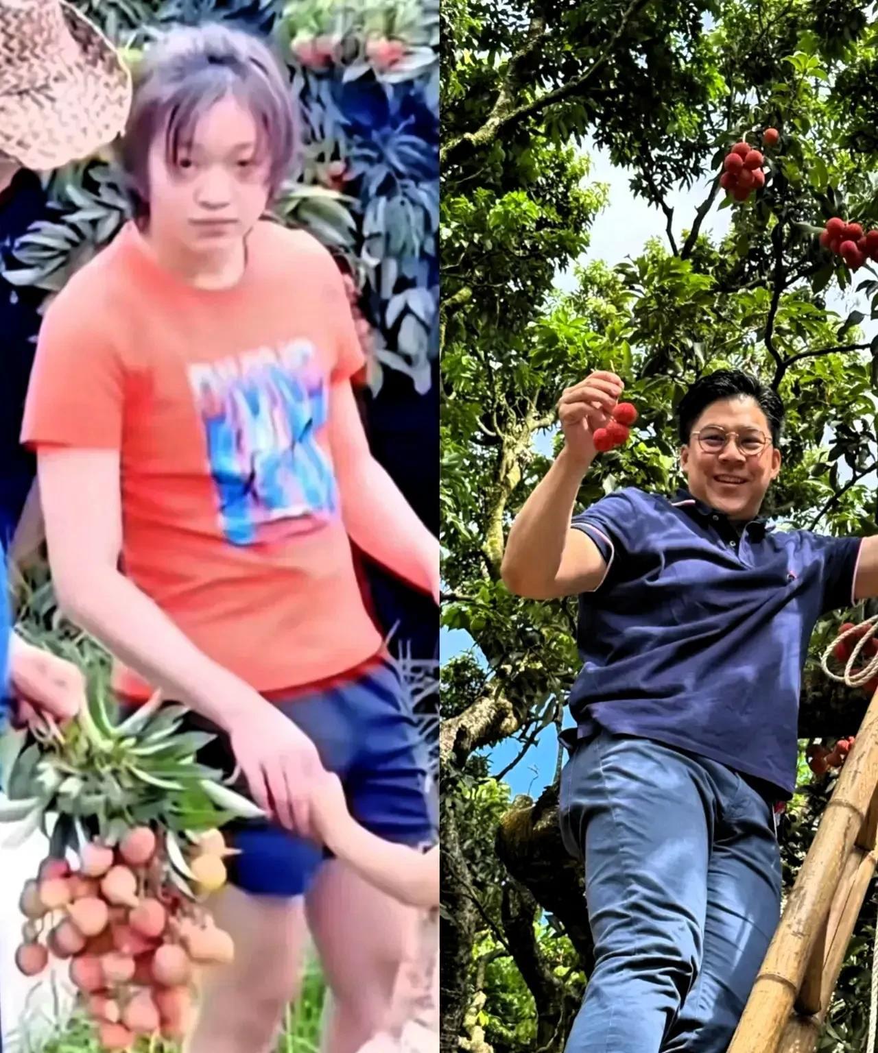 我问了种荔枝的老果农，全红婵回家摘荔枝，怎么把霍启刚都引去摘荔枝了！！全红婵因