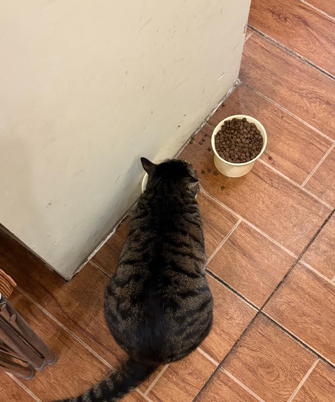 为了能进门摸摸店里那只看起来不太聪明的猫咪，我一咬牙直接怒消费了39大洋！就