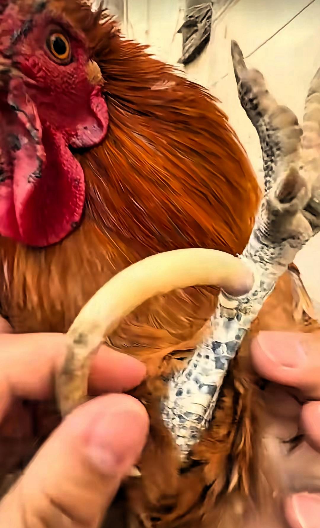 “太罕见了！”山东，一女子在网上晒出一段不可思议的视频：家养10多年的大公鸡，爪