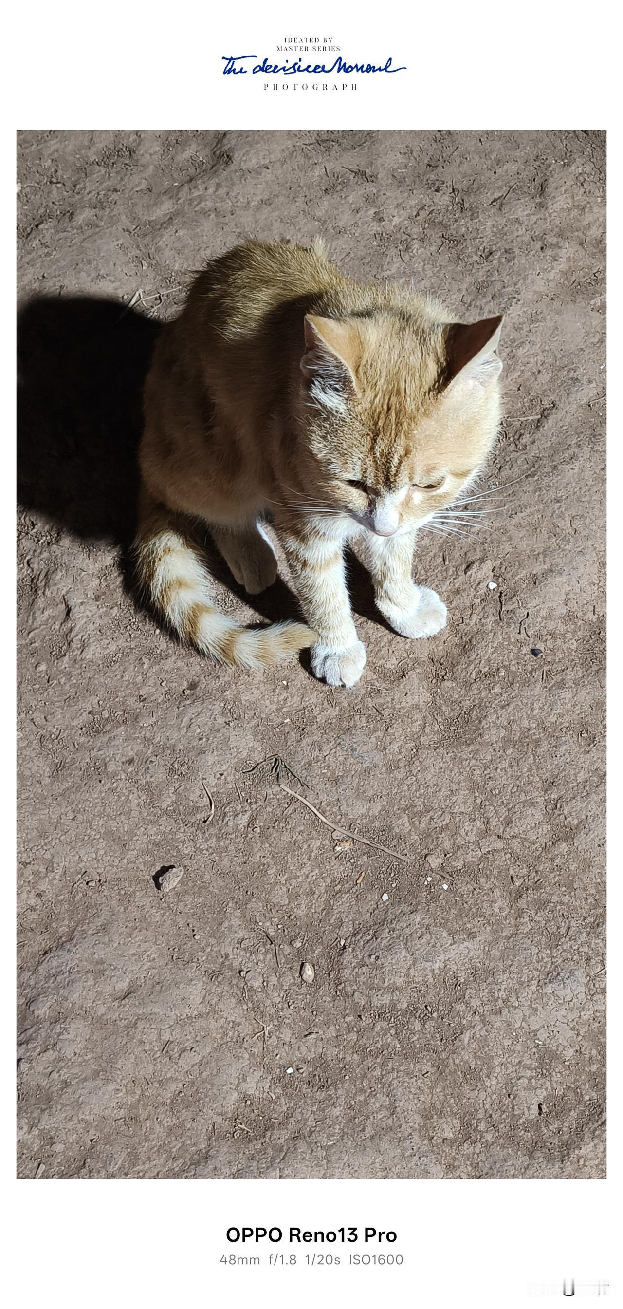 婶婶家的橘猫，是懂撒娇的。[赞][赞][赞]回乡下婶婶家，被这只橘猫