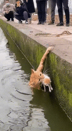快看这只橘猫妈妈，太让人破防了！就在河岸边，它嘴里死死叼着自己的小猫，前爪拼命