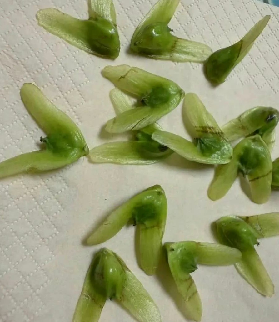 小孩哥拿给我的这是什么