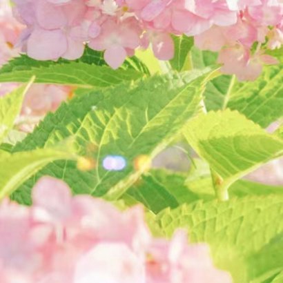 2100种植绣球花的种植方法一、腐殖土壤绣球花在腐殖土壤上生长最佳，需要选取3