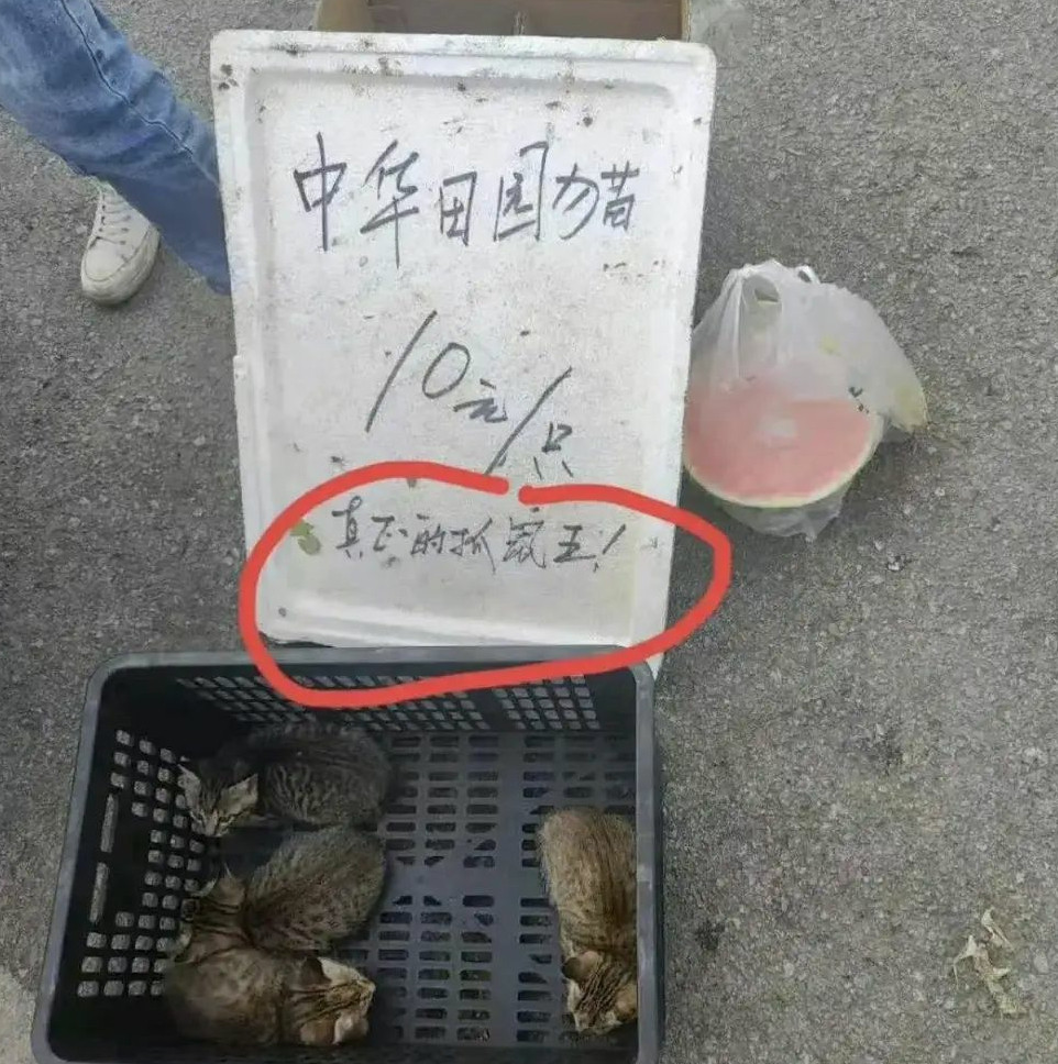 狸花猫，猫中丧彪