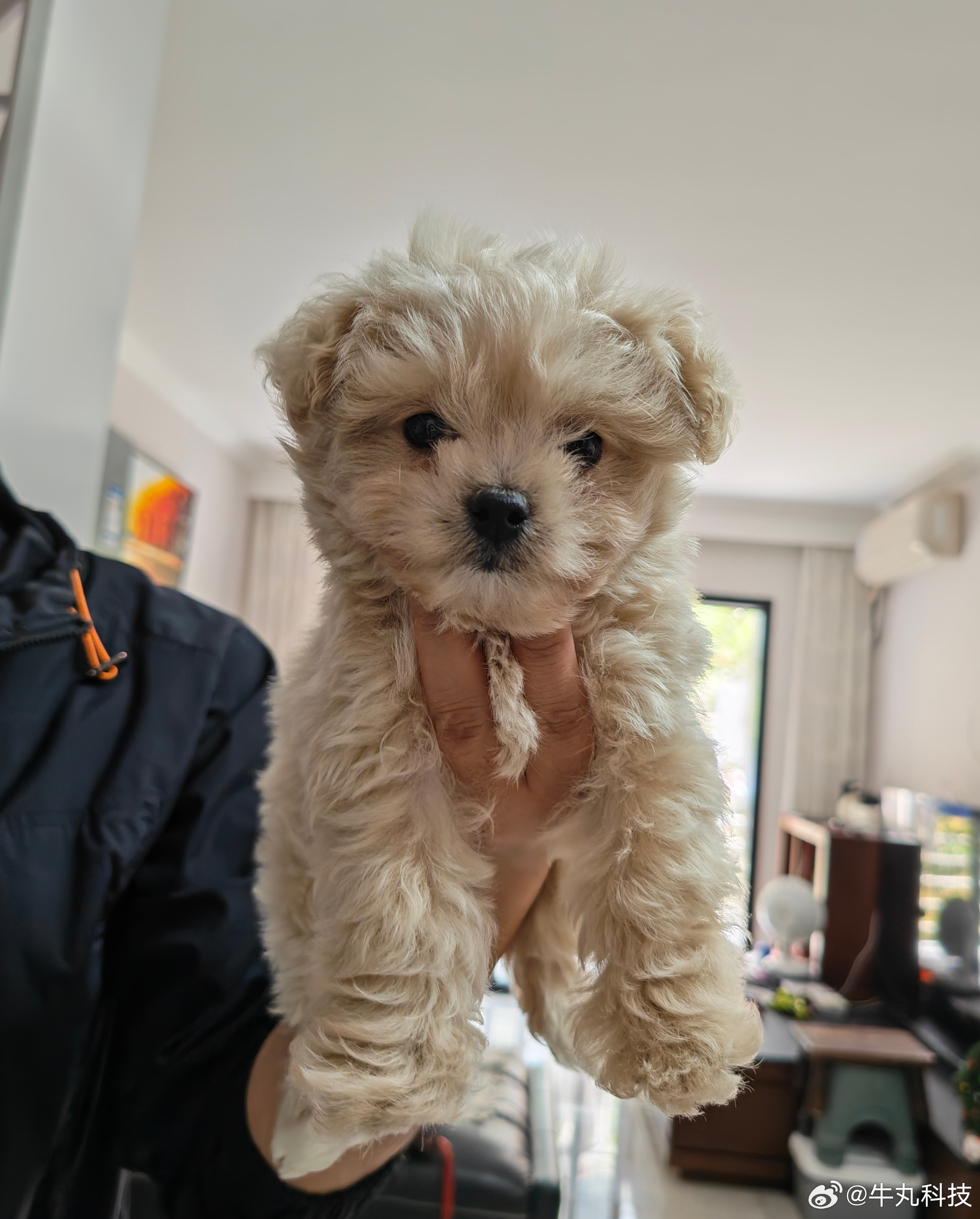 奔波了一个上午，中午买到狗狗了，可爱不？这是马尔泰犬吧！有没有懂行的朋友帮我看看