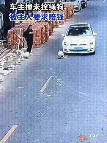 “这简直就是倒打一耙！”广东佛山一名男子在开车途中，突然有一只没有拴绳的小狗窜出