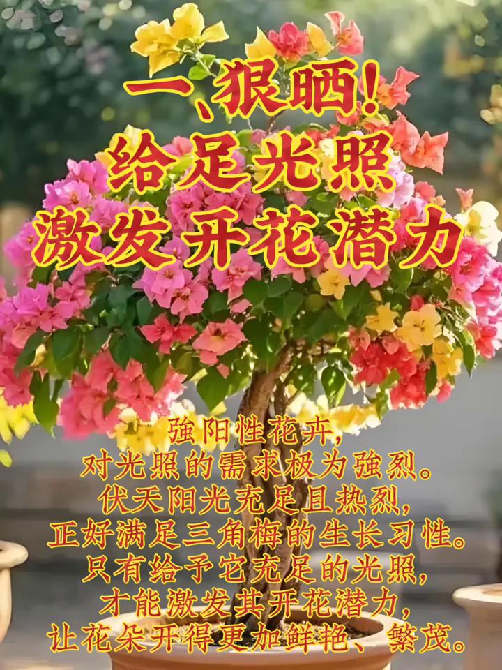 三角梅伏天养三角梅如何做？·一、狠剪。给足光照，激发开花潜力。强阳性花卉对光照