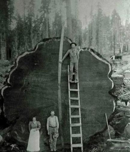 1891年，美国数十名伐木工，用了8天时间，砍倒了一棵100米高的千年红杉树，而