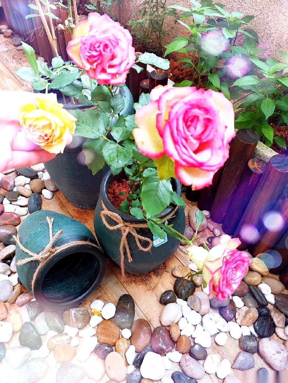 女儿不在身边以后，我好像突然就不知道该为谁忙了。然后，我就一头扎进了厨房和花园