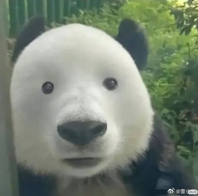 熊猫没了熊猫眼像人没带眼镜一样🐼​​​