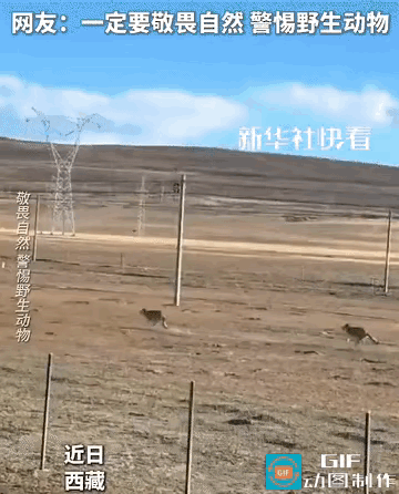 看西藏两匹狼轻松越栅栏，才懂敬畏自然从不是空话，是出门在外的保命准则刷到网友