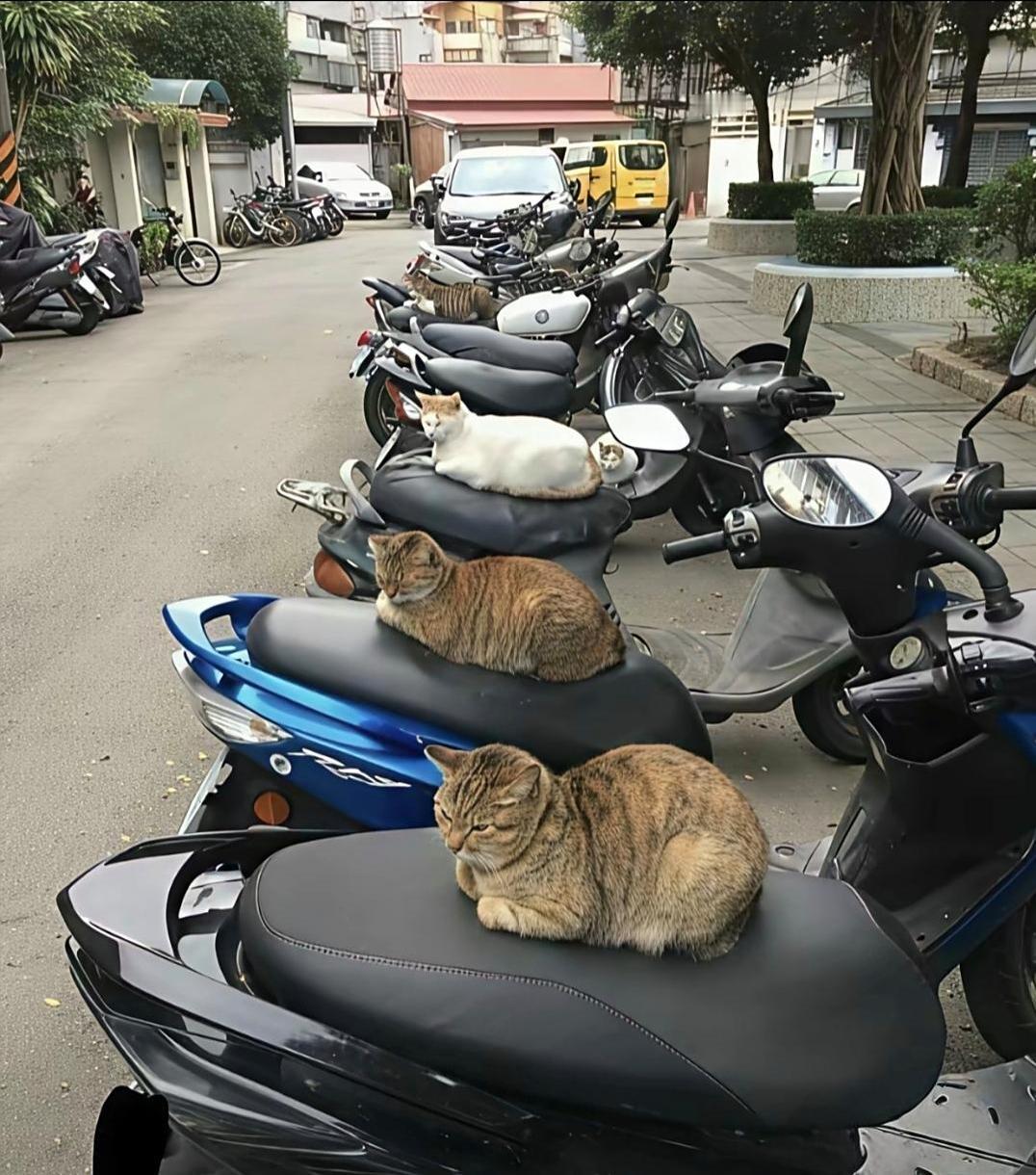 这可怎么办呀？小区里的流浪猫，每天都一本正经地卧在这，倒也不伤人。早上起来，电动