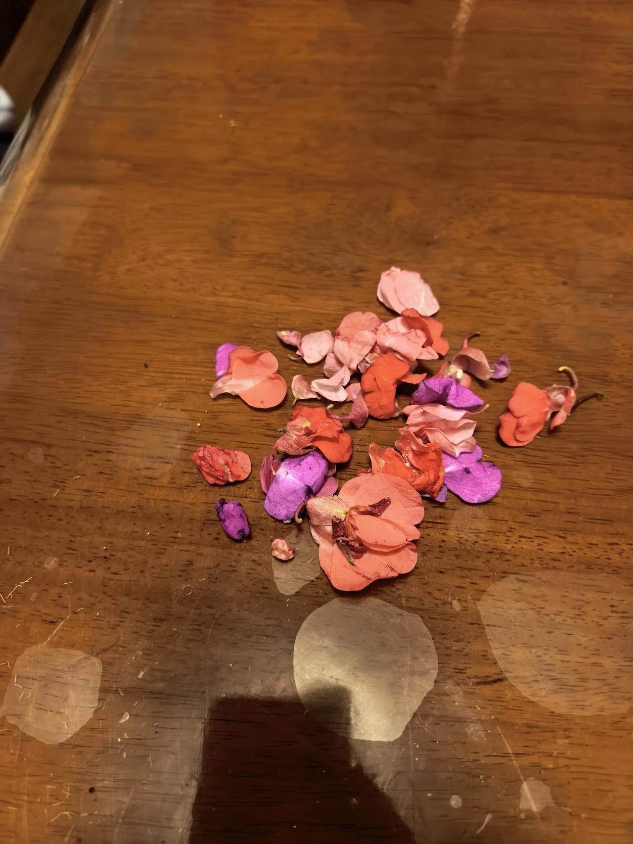 指甲草染指甲。我家门口生长了好多的指甲草，摘了些回来，掐几片桑叶，找来一块石头