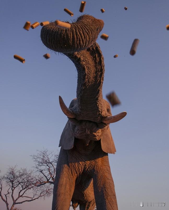 鹰还真不怕蛇毒。老鹰是猛禽，老鼠、毒蛇和野兔是它们的主要食物。世界上最小的鹰是雀