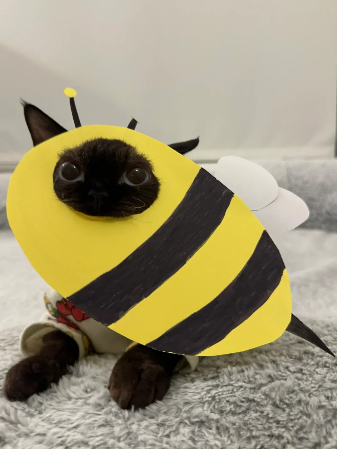 你好我是叮人很痛的小咪蜂🐝