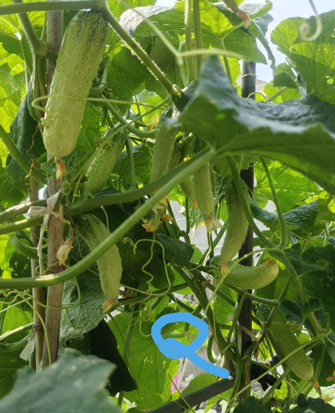 秋黄瓜种植时间和方法,你了解吗?先说啥叫秋黄瓜吧——立秋交节后吃上的黄瓜，是秋黄