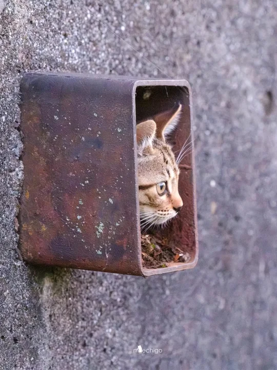 hey，小猫