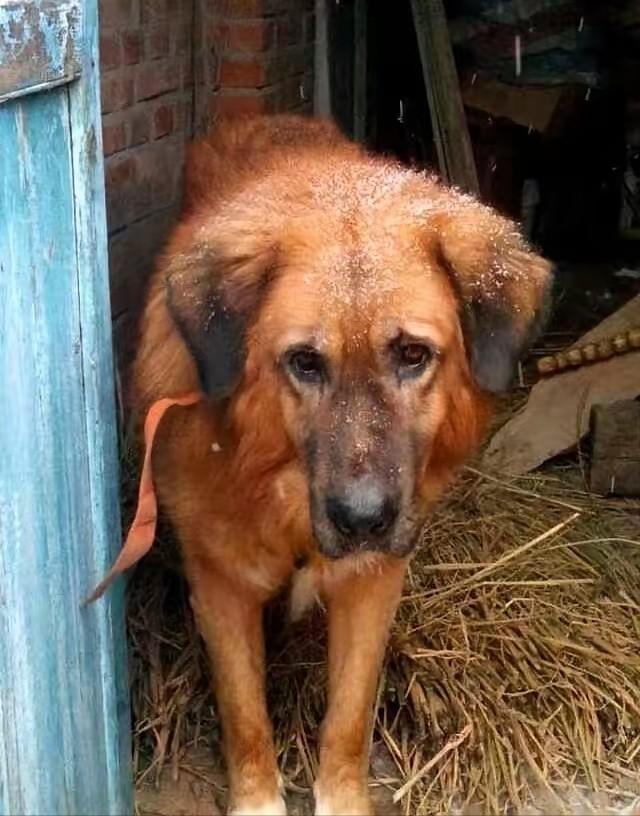 东北一条老狗，二十多岁了，牙都掉光了。主人要搬家，愁得跟它念叨：“带不走你，可咋