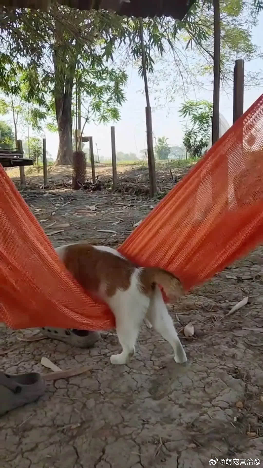 猫：你笑吧，我想想今晚先挠沙发还是啥萌宠宠物