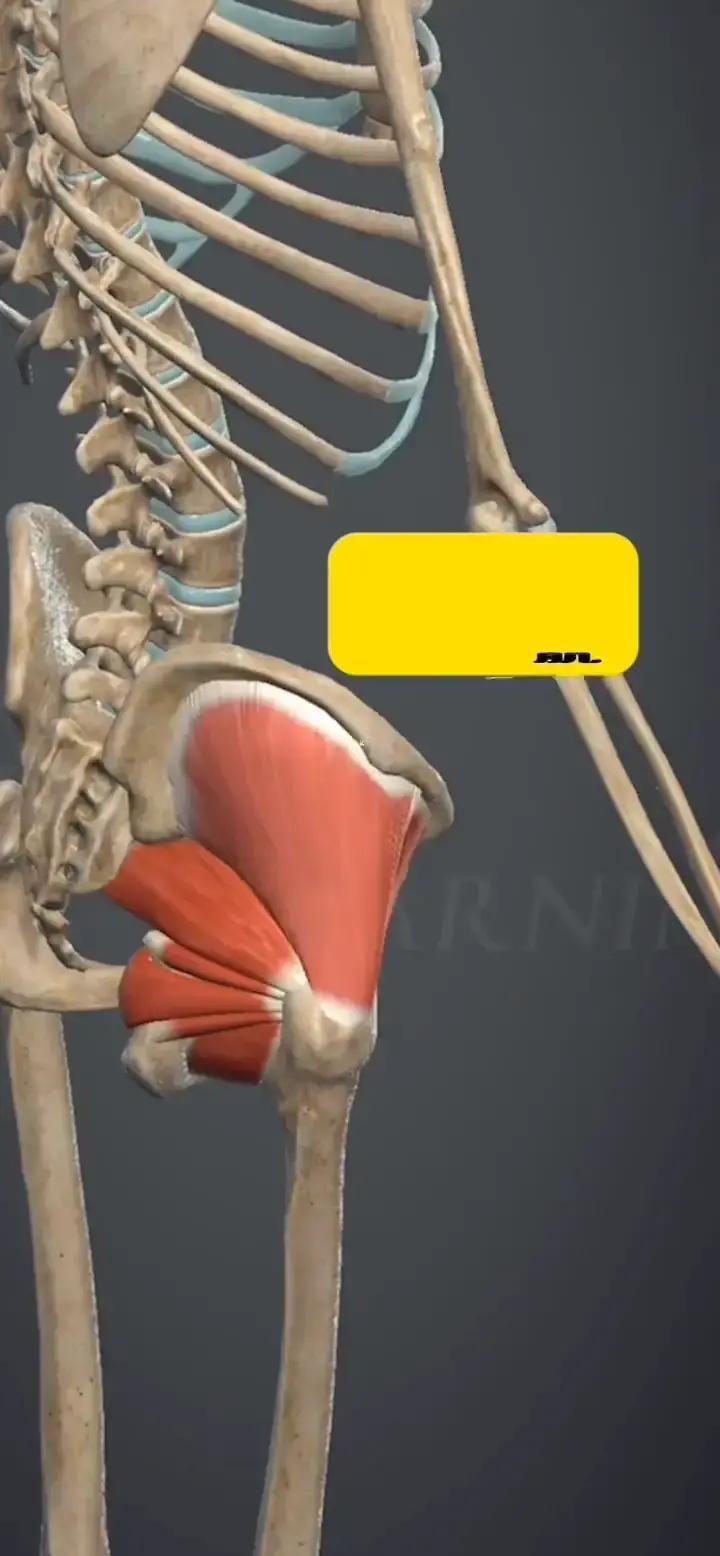 你的屁股，正在背叛你的全身。别只盯着形状。这块人体最大肌肉——臀大肌，最新