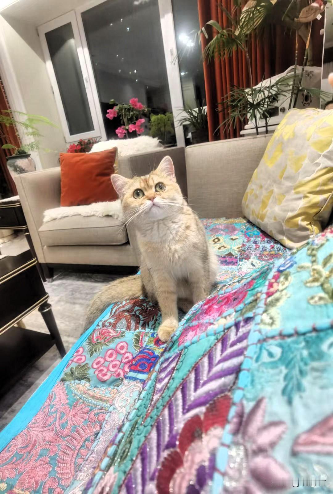 发一张图片看看你们家的猫这么晚了不睡觉，你在想着些什么呢？