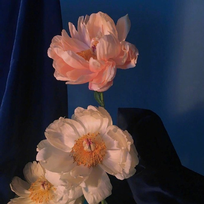 愿努力生活的人，都各有各的风雨灿烂。晚安~