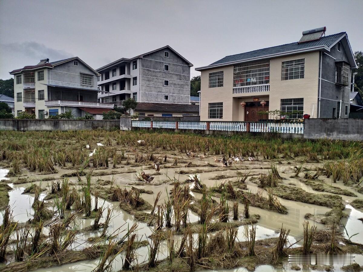 农村光棍泛滥成灾，以后谁来给他们养老？专家看了都摇头来源:小吴在农村现在