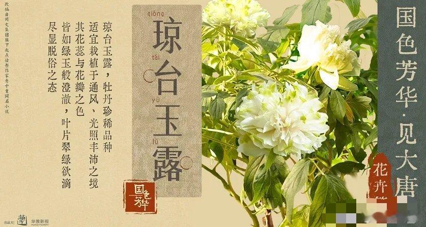 《国色芳华》大结局：为什么牡丹宁愿当妾也要嫁给蒋长扬？《国色芳华》的结局引发了观