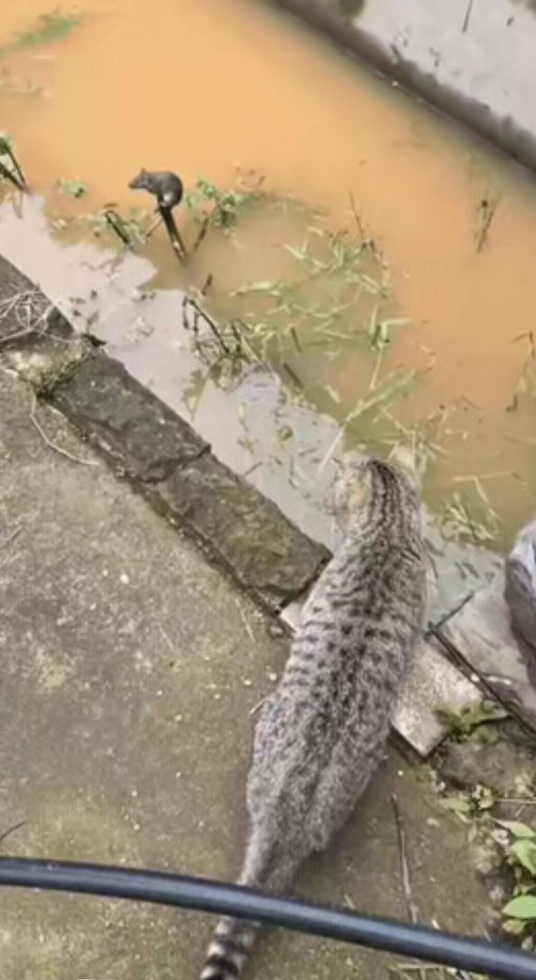 这个难题该怎么解呢？猫追老鼠，🐀上到了水里的一截木桩上，🐈就在边上等着。谁先