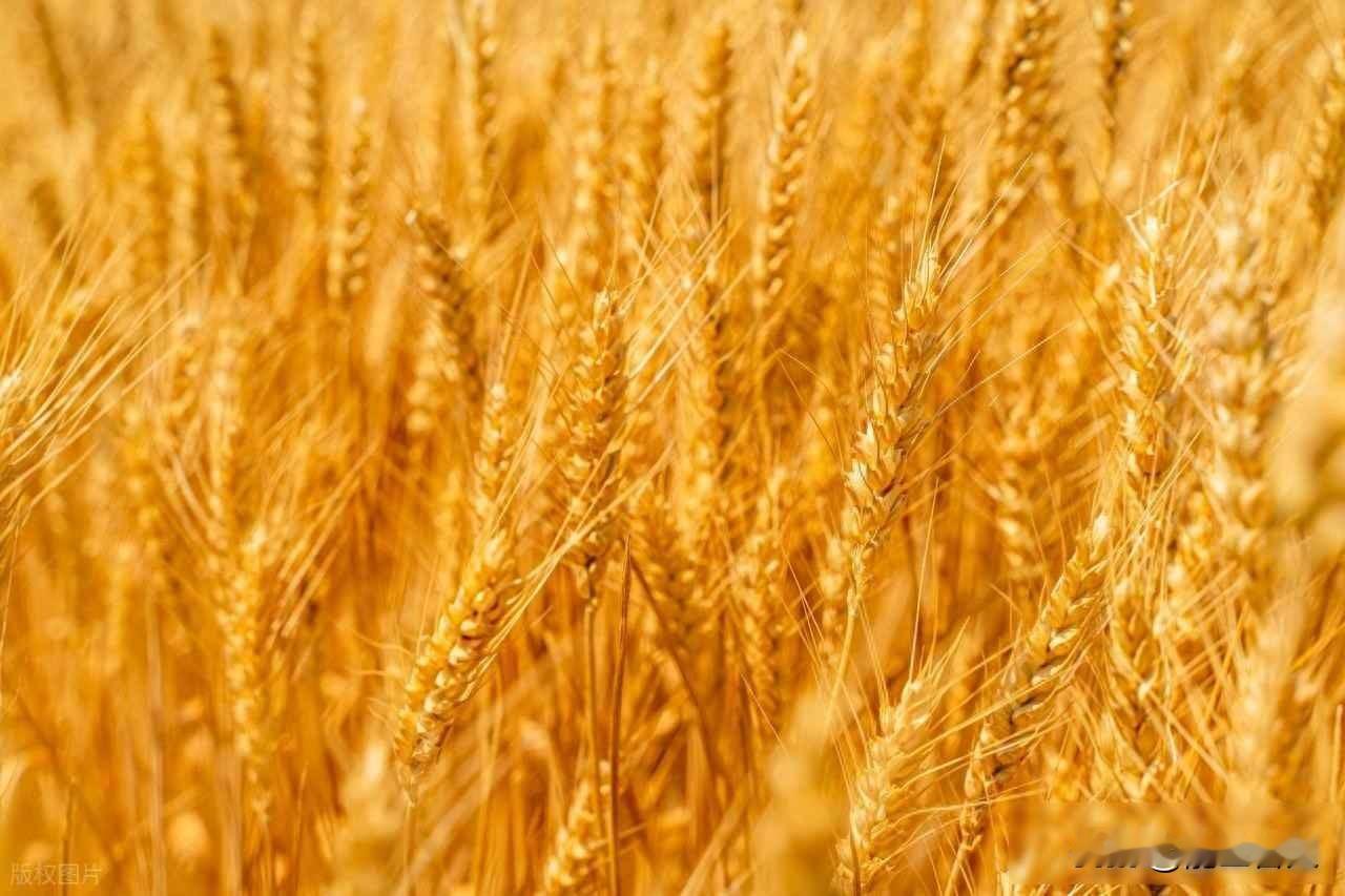 山东粮商囤货，面粉厂愁涨价，政策为啥不说话今天一早，山东不少面粉厂又开始调整