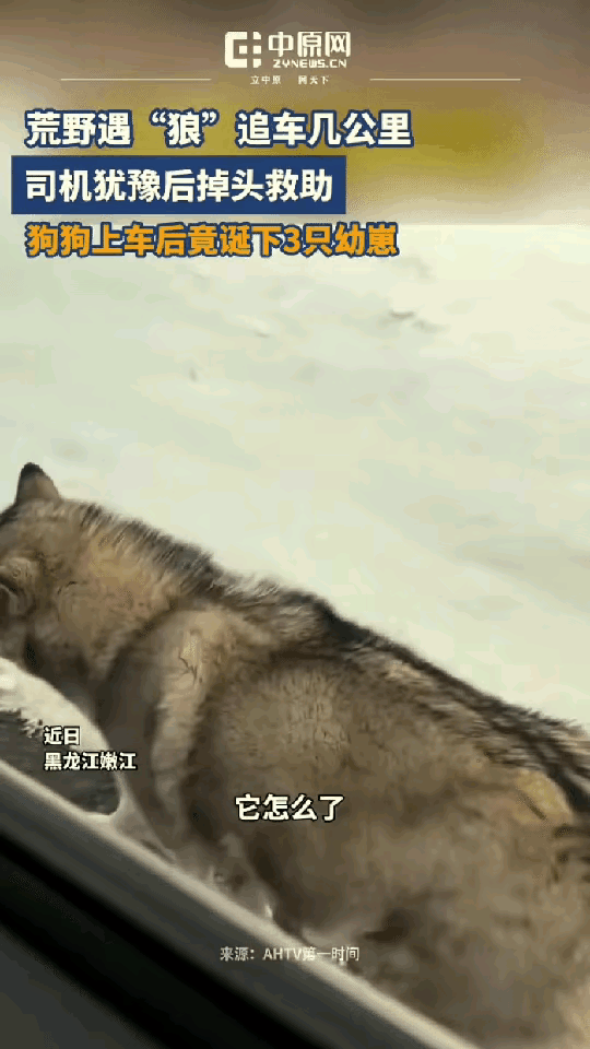 冰天雪地的黑河路上，一名女子驾车行驶时，偶遇了一只孤零零蹲在路边的流浪狗。起初她