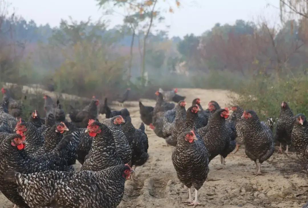 农场主接了个70只芦花鸡的大单，约好周三宰杀，结果工人临时放鸽子，说家里有事不来
