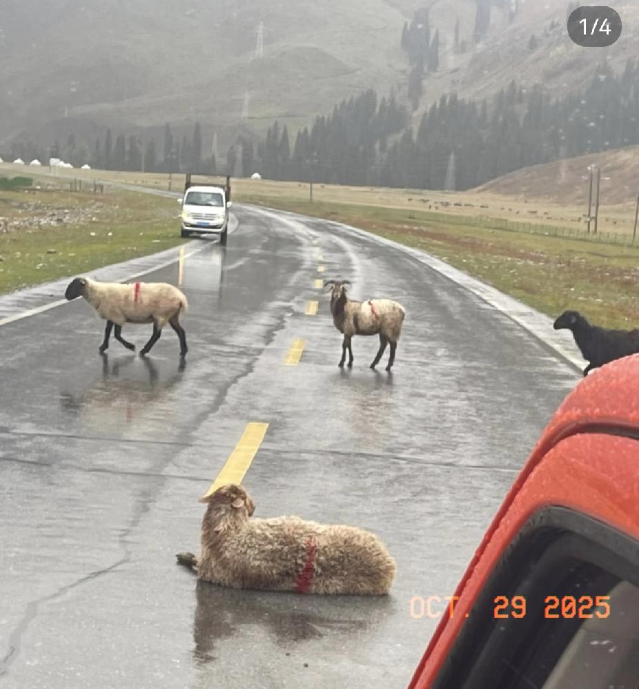 在新疆阿勒泰的布拉乃村发生了令人暖心的一幕：自驾游游客与牧民赛力克家里的羊群发生