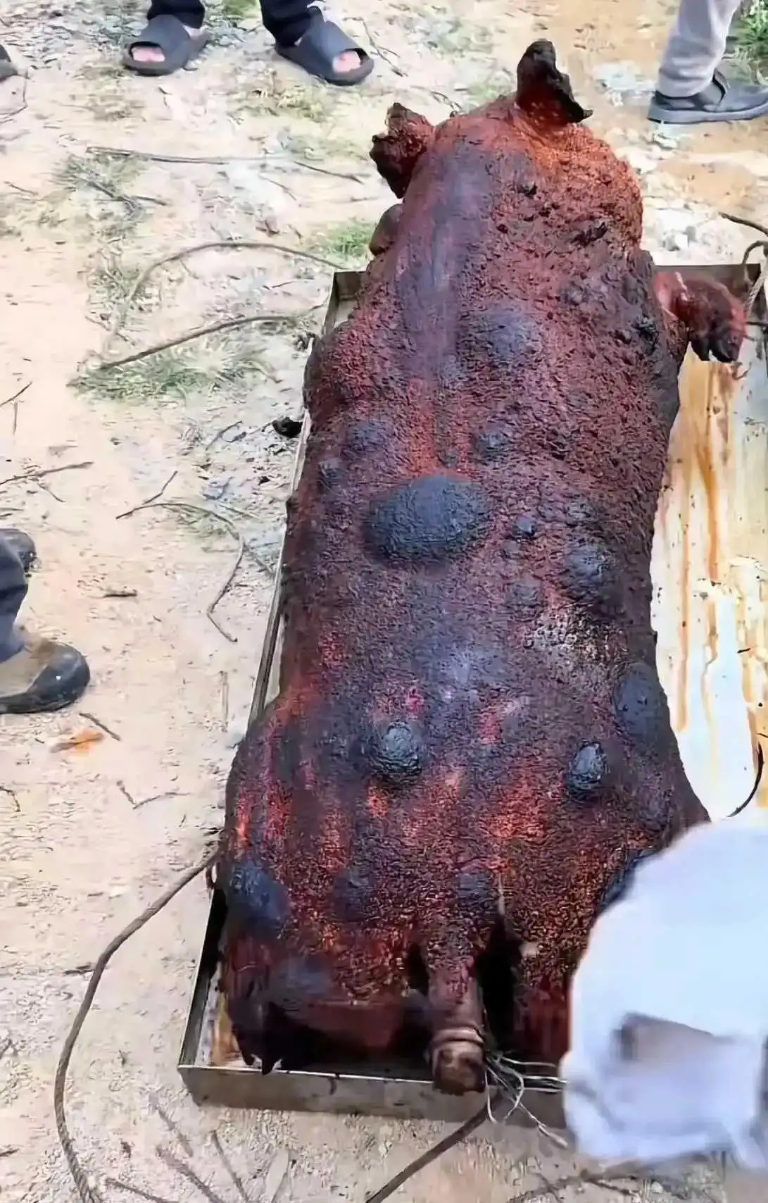 师傅说烤乳猪烤了二十多年了，看看这手艺如何？