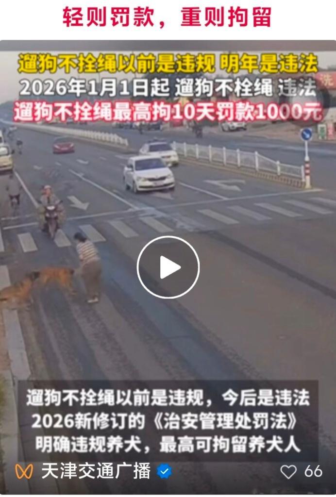 【以前是违规，明年起是违法！拘留罚款！】关乎所有养宠人的重磅消息