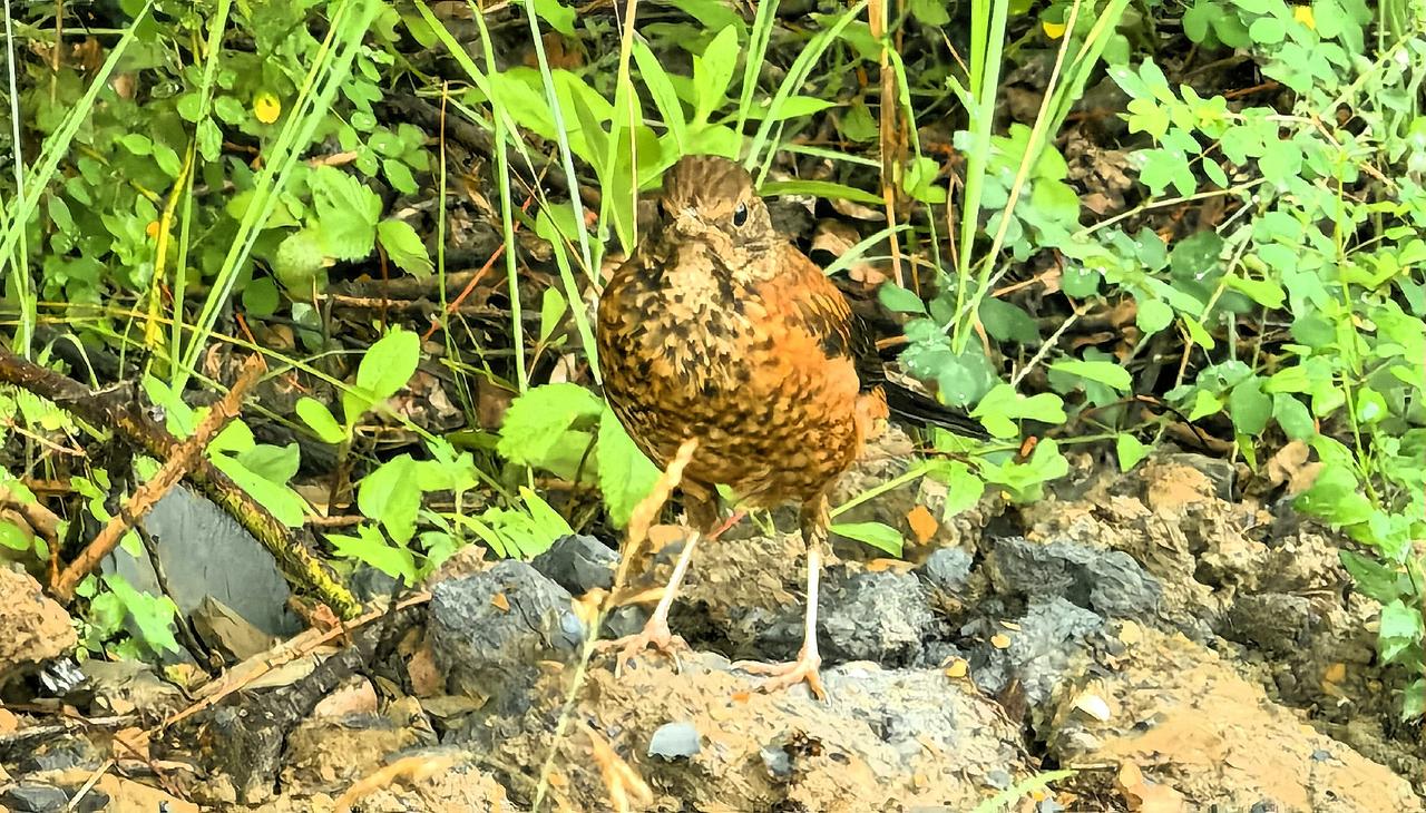 “野趣盎然，鸟儿漫步于绿意盎然的小径上”🌿🐦