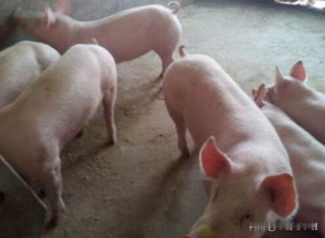 为什么现在的猪肉吃着不香了？饲料行业大佬刘永好曾表示，如今我们餐桌上的猪肉大多来