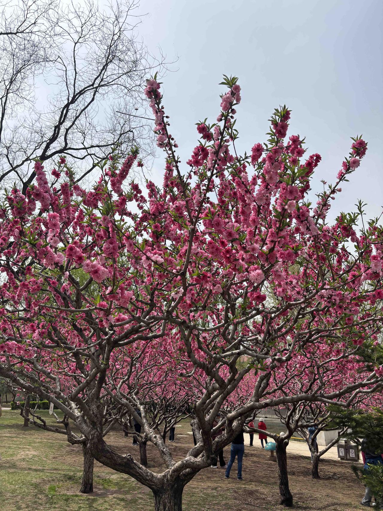 随手拍的一树繁花最美人间四月天，桃花盛开香满园。😄