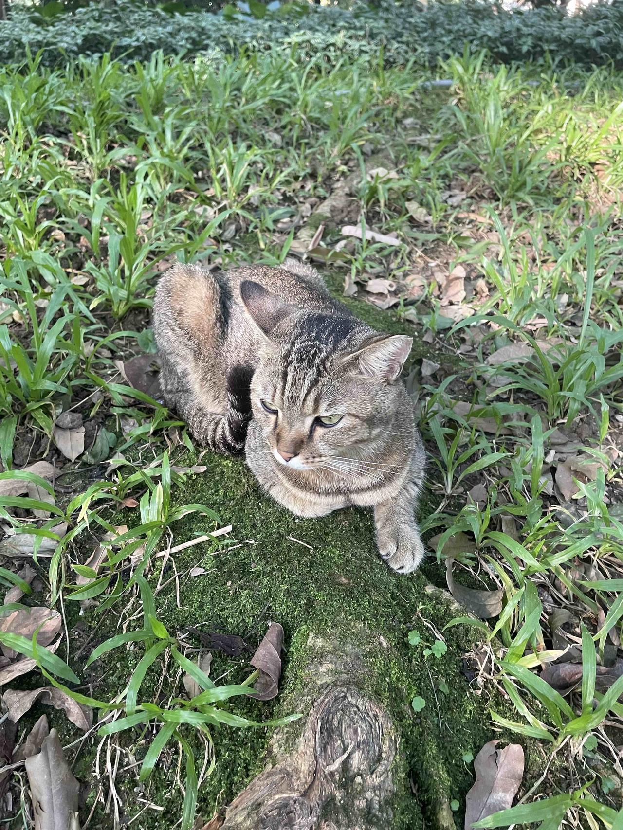 猫猫公园的狸花串子，不怕人，不屑于搭理人，表情凶凶的，想拐走又不敢碰它，怕被挠。
