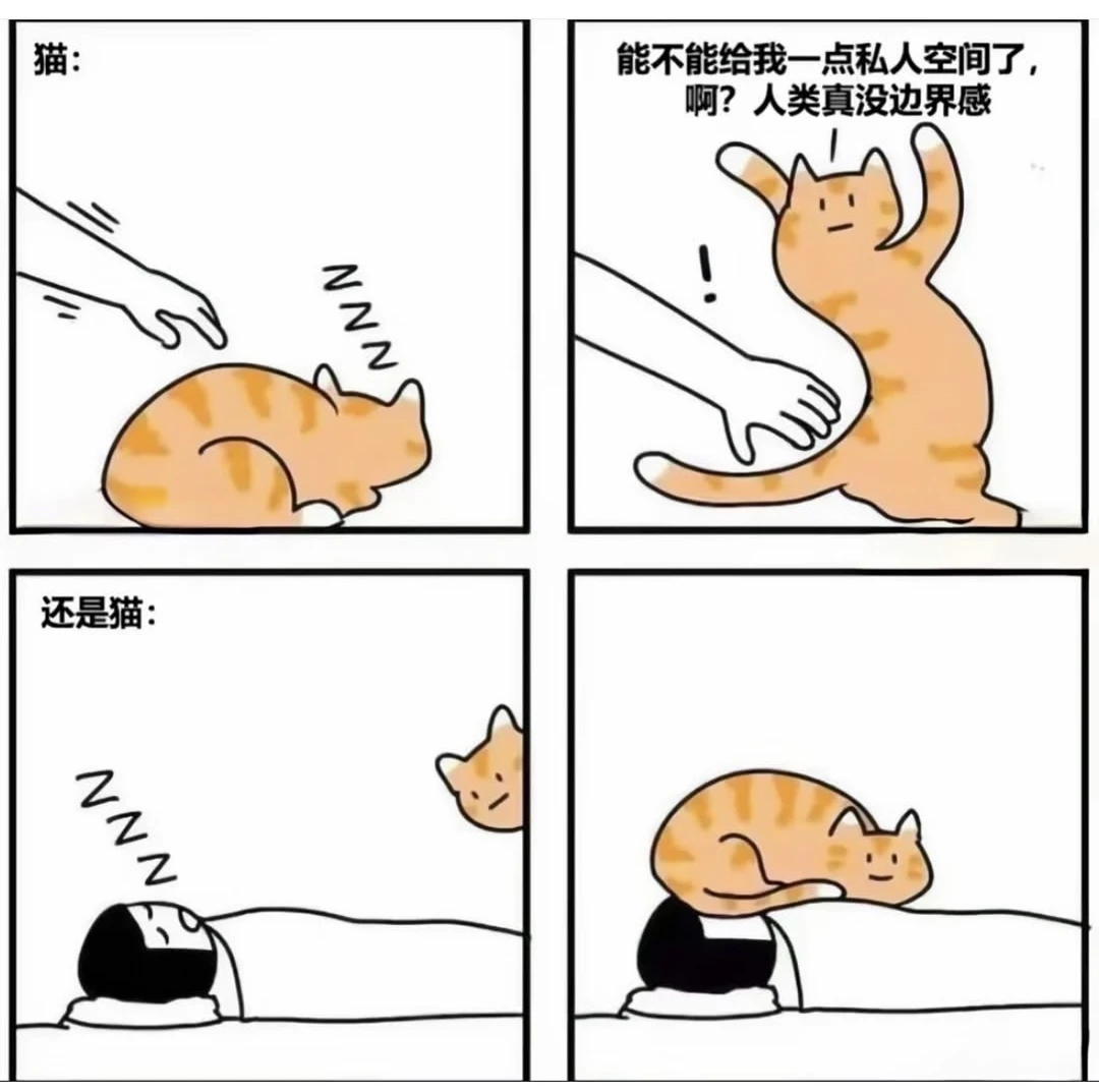 关于小猫的梗图🦴