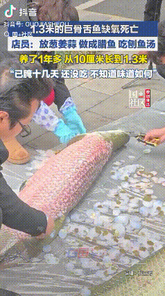 味道如何？重庆，店老板养了一年多的巨骨舌鱼，从10厘米长到了近60斤1.3米，平