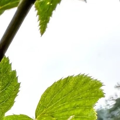 每日一善🐇暴脾气甜甜兔终于被我摸清了！！树莓之所以超好养、年年结果🔥全靠