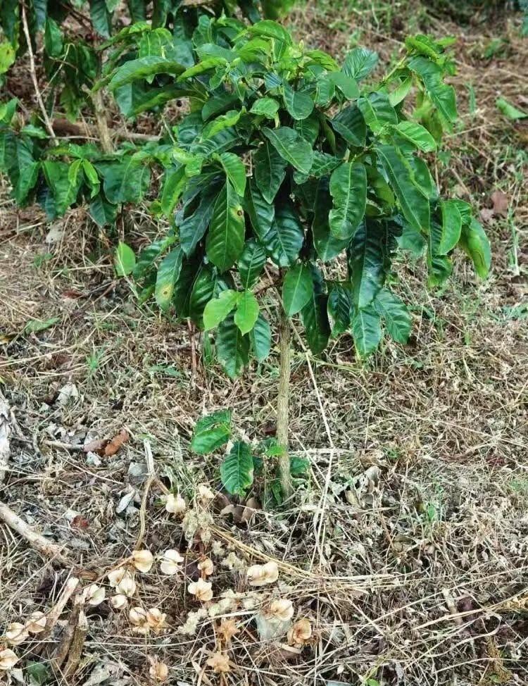 野果子有认识的吗特色农产品