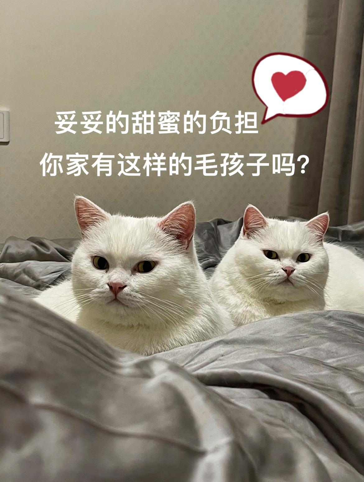 本来想着退休了就能自由自在，结果头脑一热接手了这俩玩意儿。现在哪儿都去不了