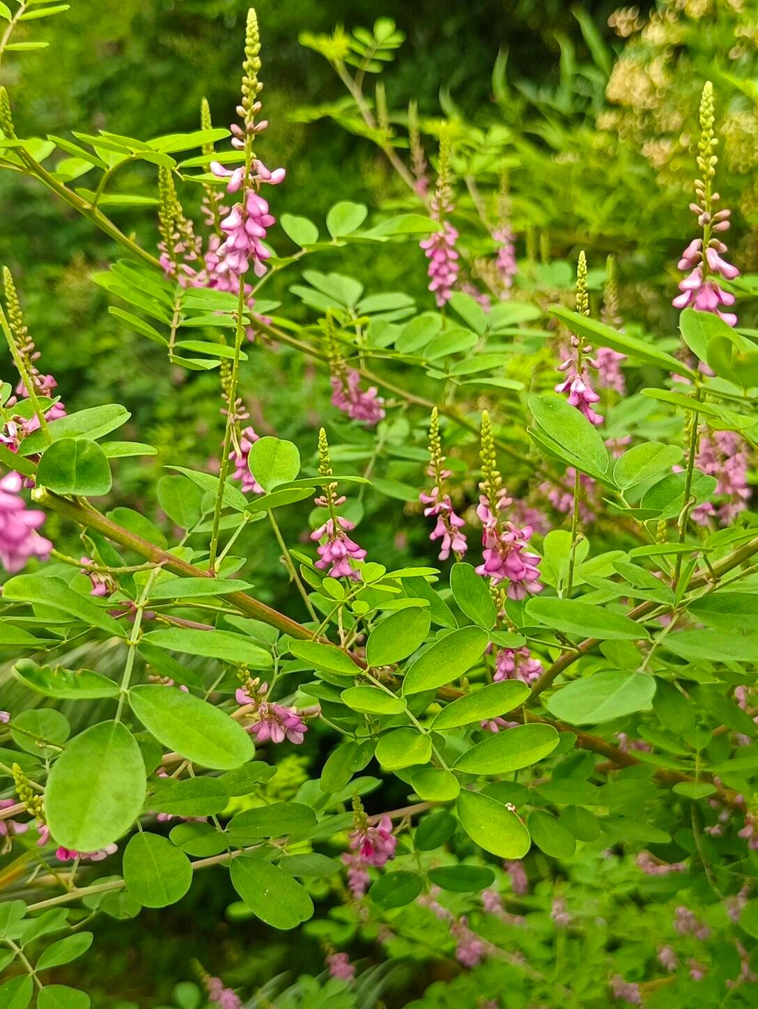 救命！这花是把阳光揉碎了撒在枝头吧！🌼奇妙生物圈植物科普我的动植物朋友们家人