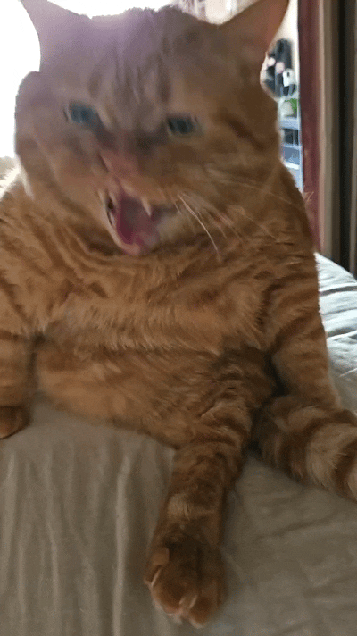 恁瞅瞅俺姑家养嘞这只大橘猫，从小一把屎一把尿拉扯大嘞。谁知道养熟了脾气还怪冲，一