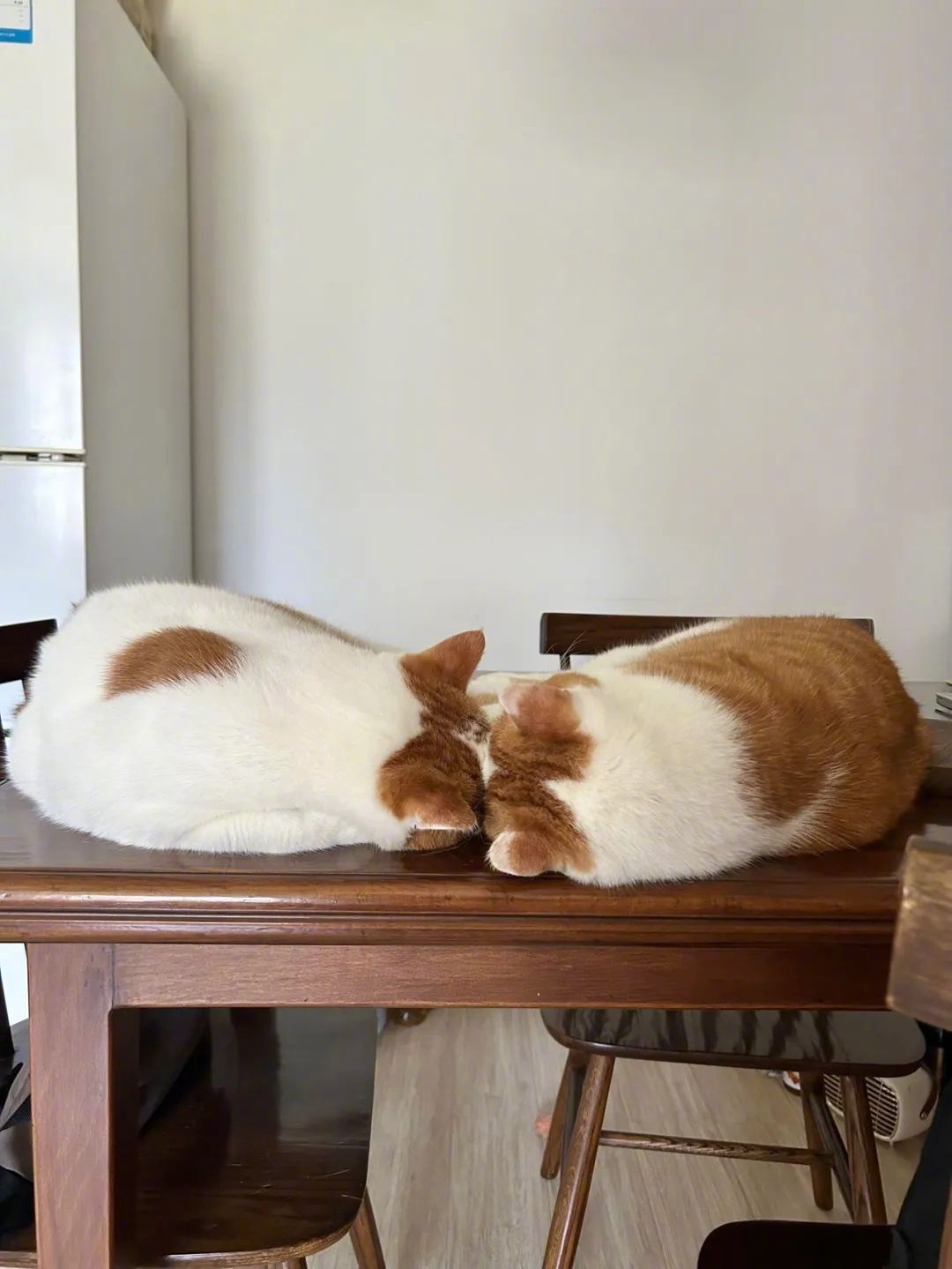 小猫是平淡生活的解药！